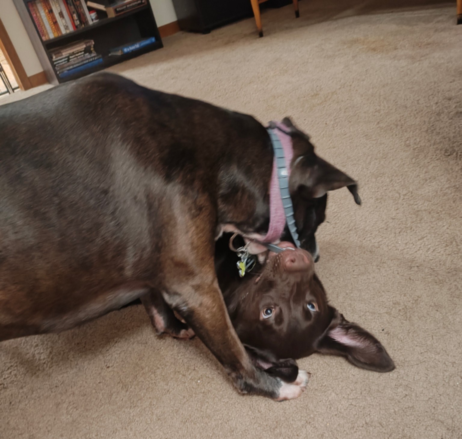 Echo and Chandler wrestling together at home